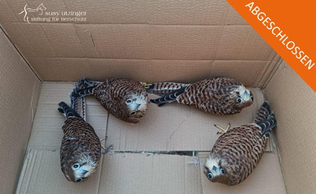 Abgeschlossen: Crowdfunding Volière für grosse Raubvögel im SUST-Wildlife Rehabilitation Center